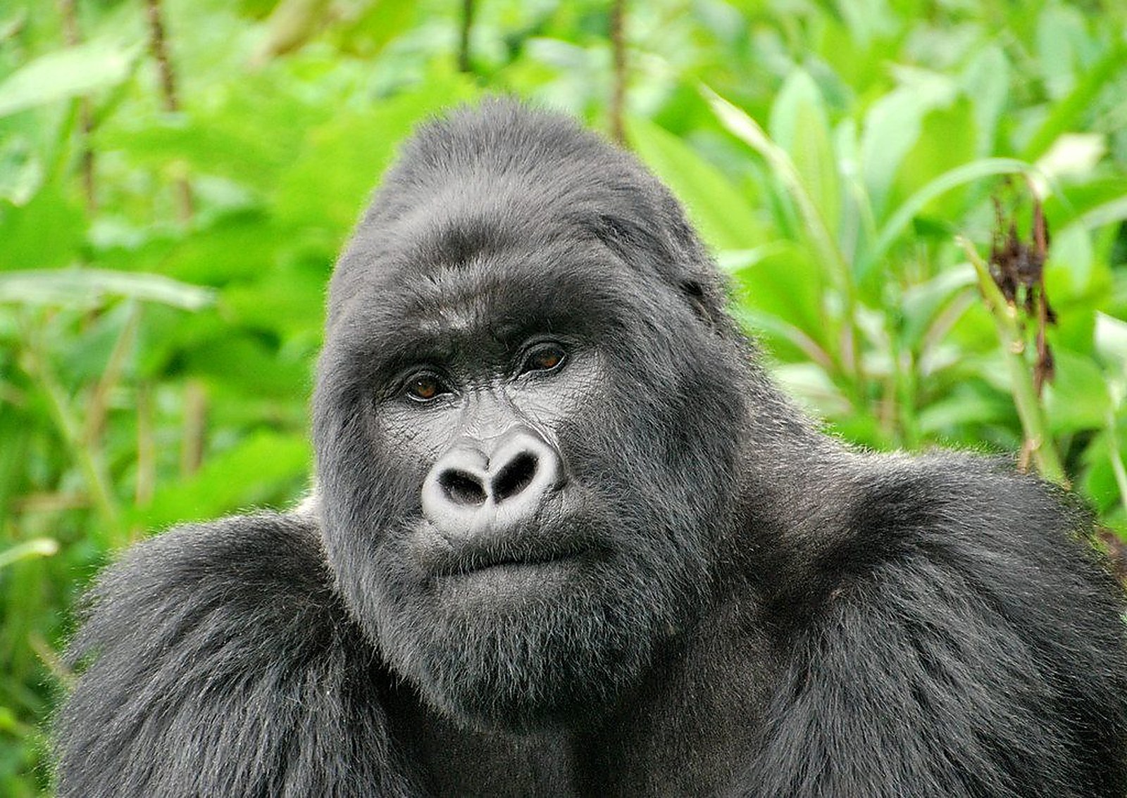 Bwindi